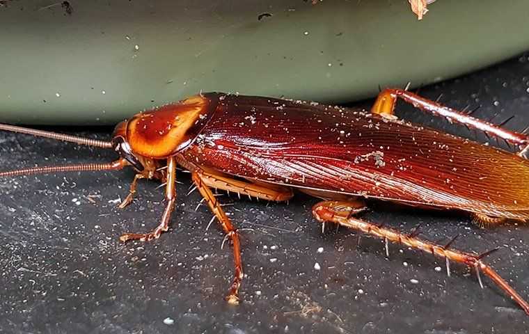 a cockroach on the ground