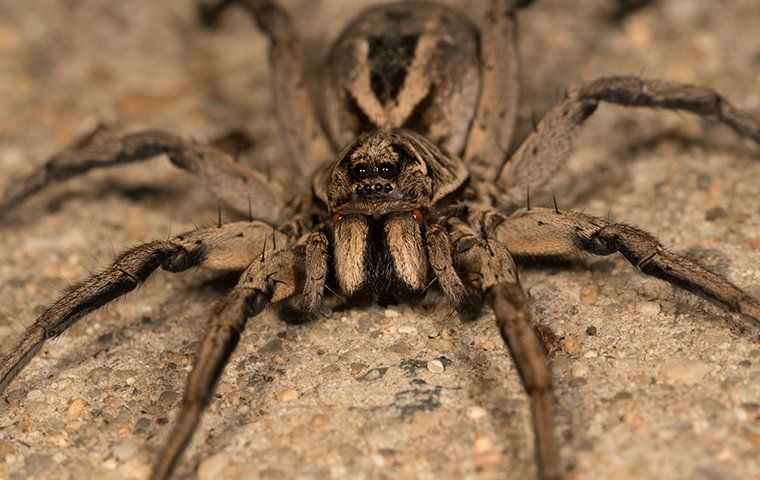 a spider sitting on cement