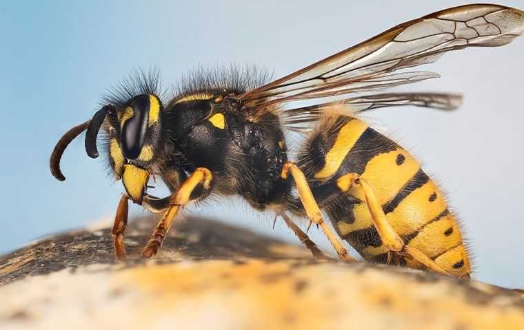a bee getting ready to fly