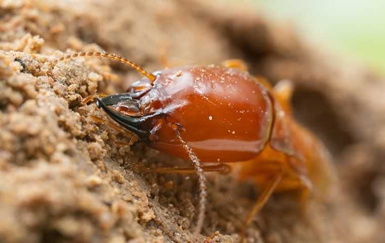 a termite crawling in the dirt
